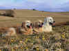Edna - Asta - Bella, 27.3.11
