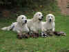 Gracia, Bailey a Bella, 8.9.12