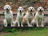 Bailey, Bella, Apollo, Artu, 22.9.2012
