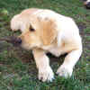 boriidlo