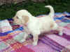 Alf, 1 mesiac