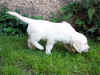 snori Ben, 7.8.03