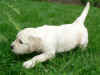 Cobbie, 11.8.05