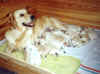 Edna s A-desinou, 12. de